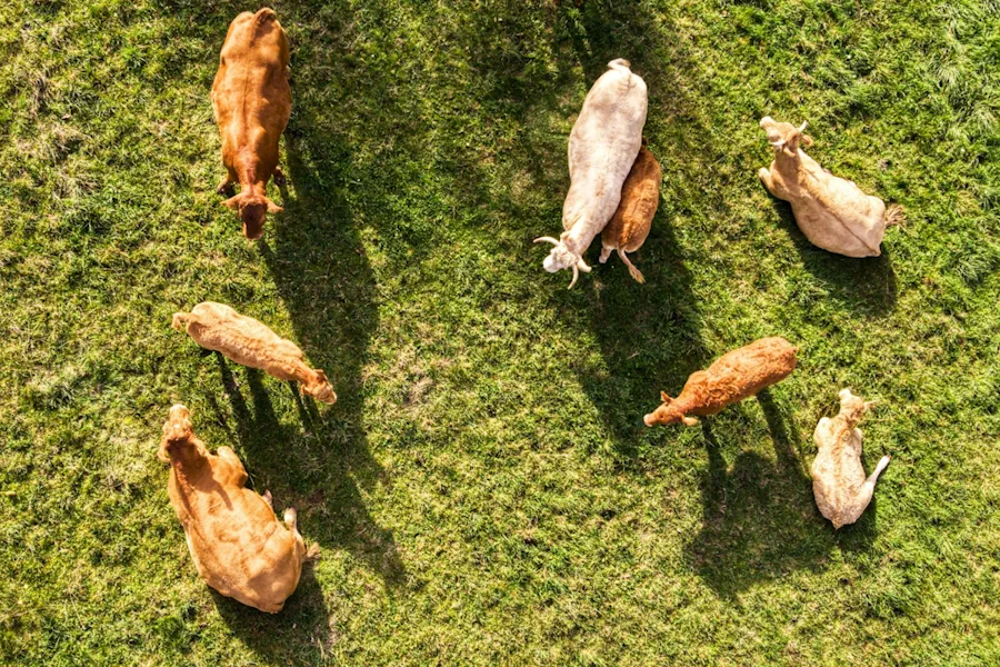 biologisk mångfald i lantbruket